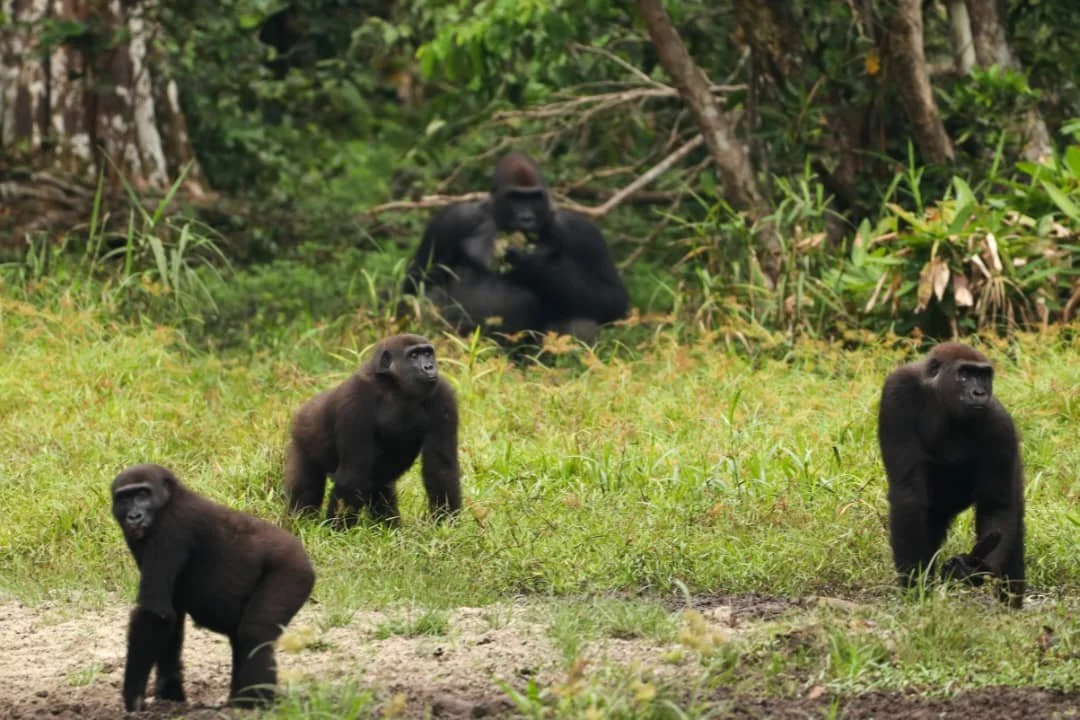 A27c618d 7735 429c Be51 860fb0f1b692