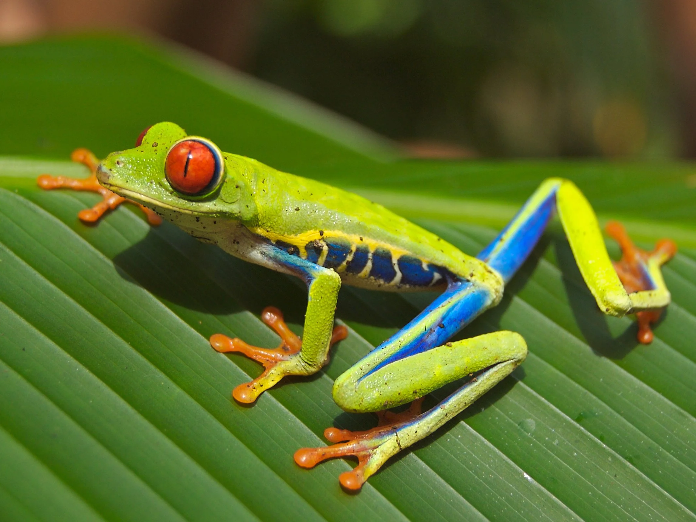 Red Eyed Tree Frog Edit2