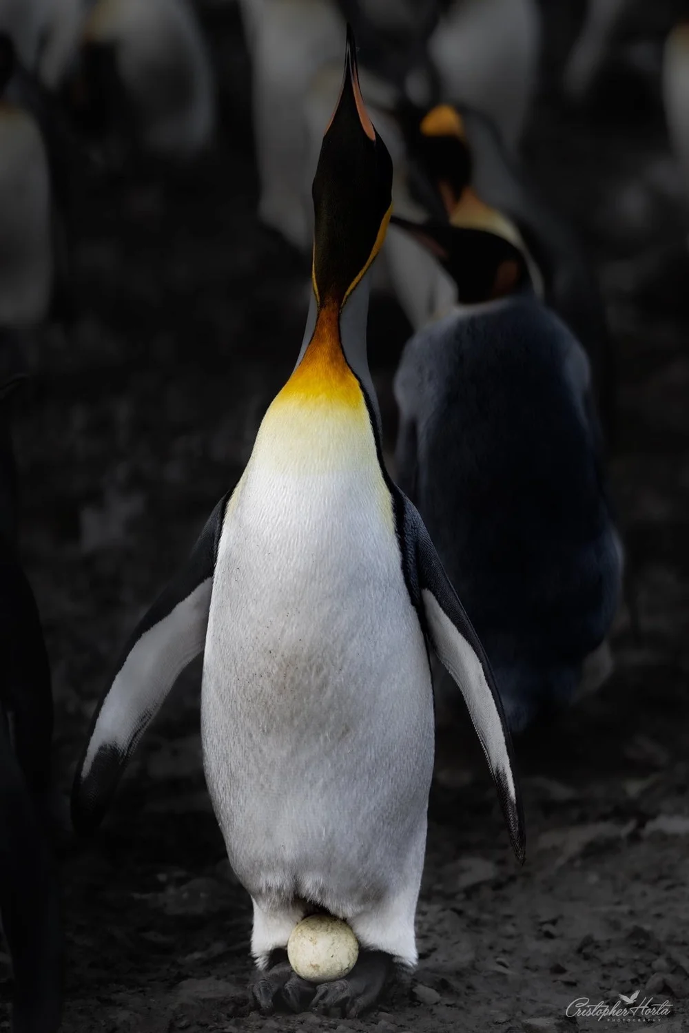 B F7 C3793 095 E 43 DB 9 E A1 9 E493 Ecab A26