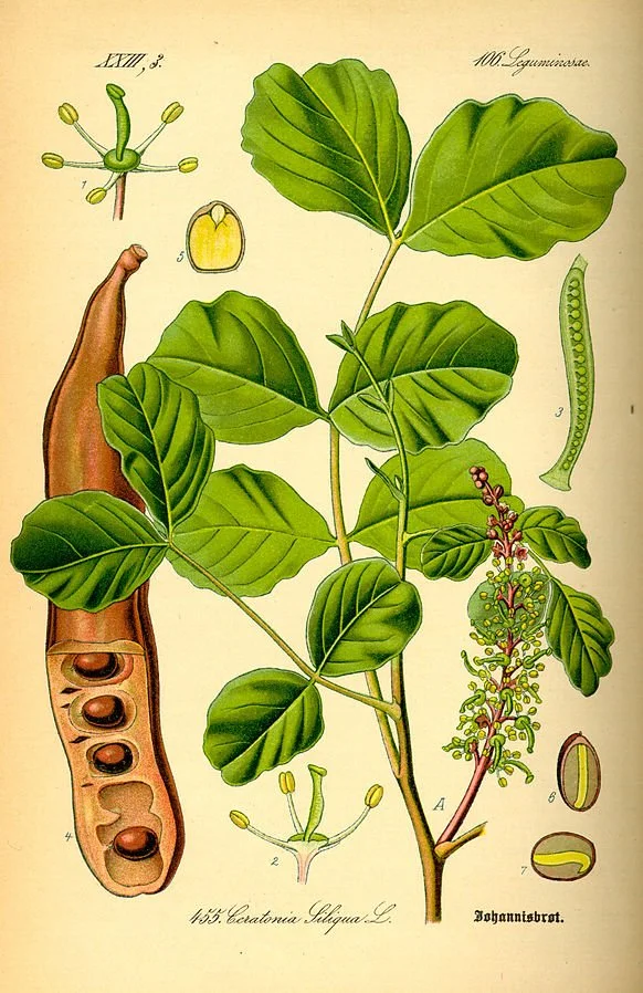 Illustration Ceratonia Siliqua0