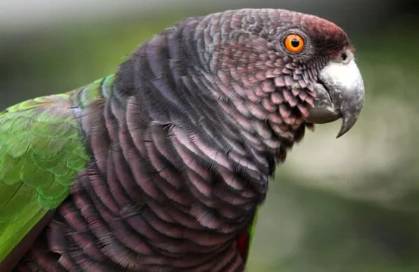 A8f19287 F32d 4e14 816c 1254c35e466c