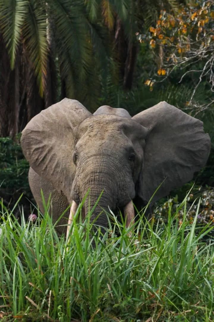 7f2a0344 Fe23 457c 95b5 50fc44d37447