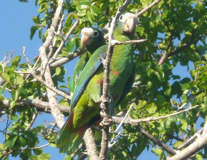 Amazona Ventralis  Parque Nacional Jaragua, Republica Dominicana 8