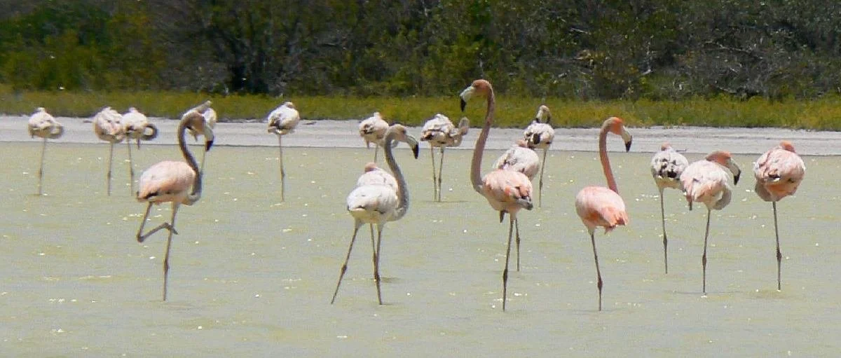 Carib Flamingos L Oviedo2